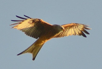 Birds of Prey .Nature