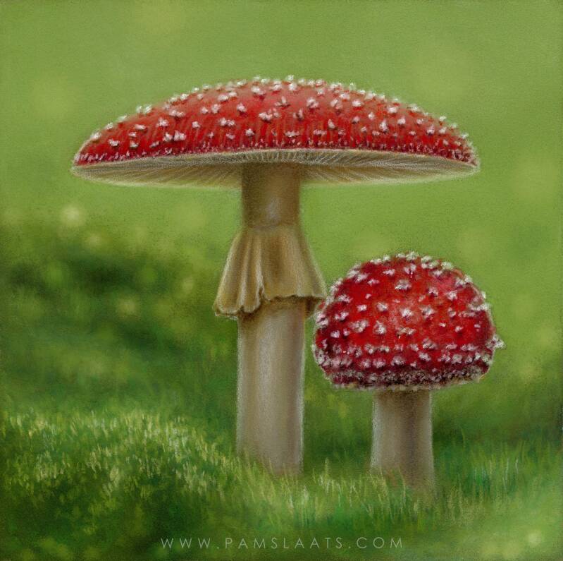 Amanita
