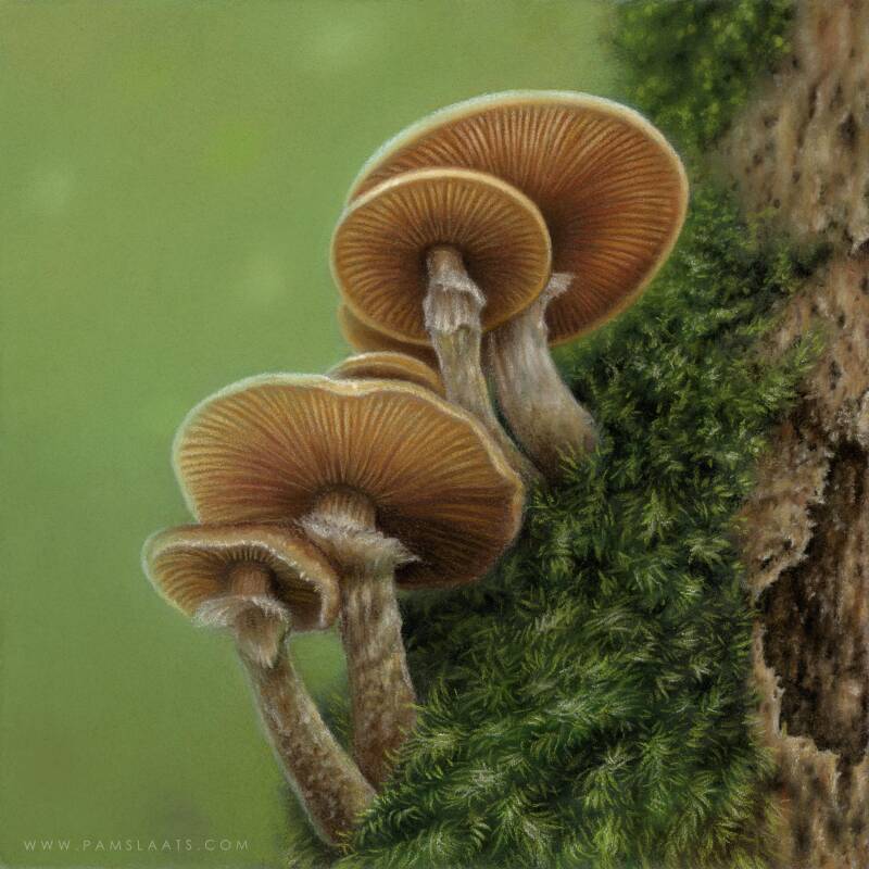 Fungi