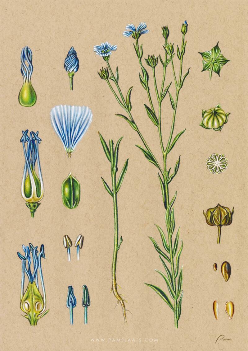 Linum usitatissimum II