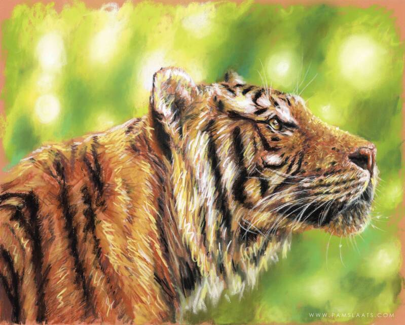 Tijger studie