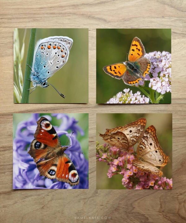 Workshop Vlinder Tekenen – Vrijdag 22 mei 2026