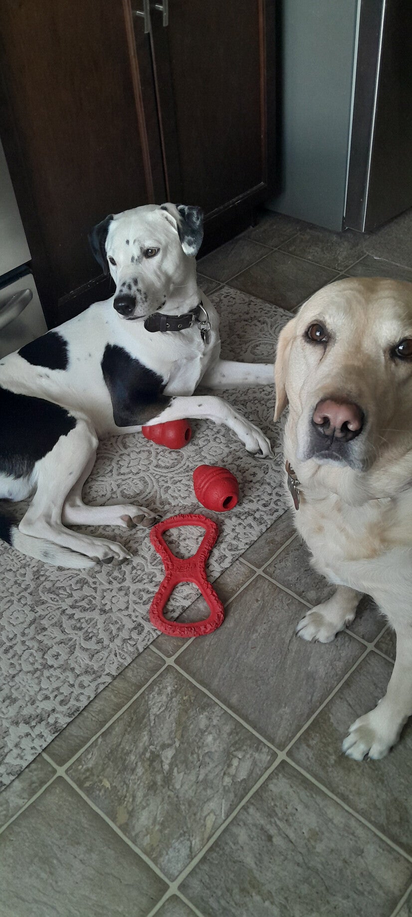 Daisy & Spot golden retrievers from Airdrie, Alberta testing dog toys for SpotIdea