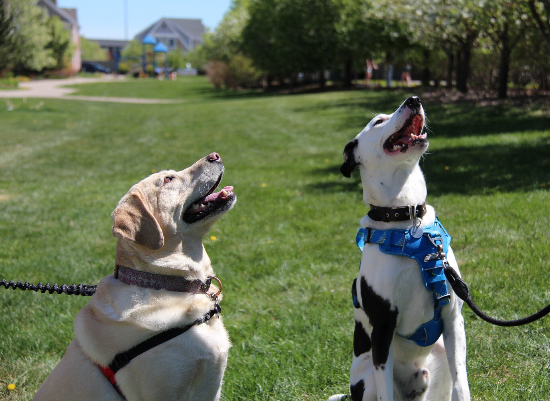 Daisy & Spot outdoors sitting on the grass wearing their harnesses in Airdrie, Alberta