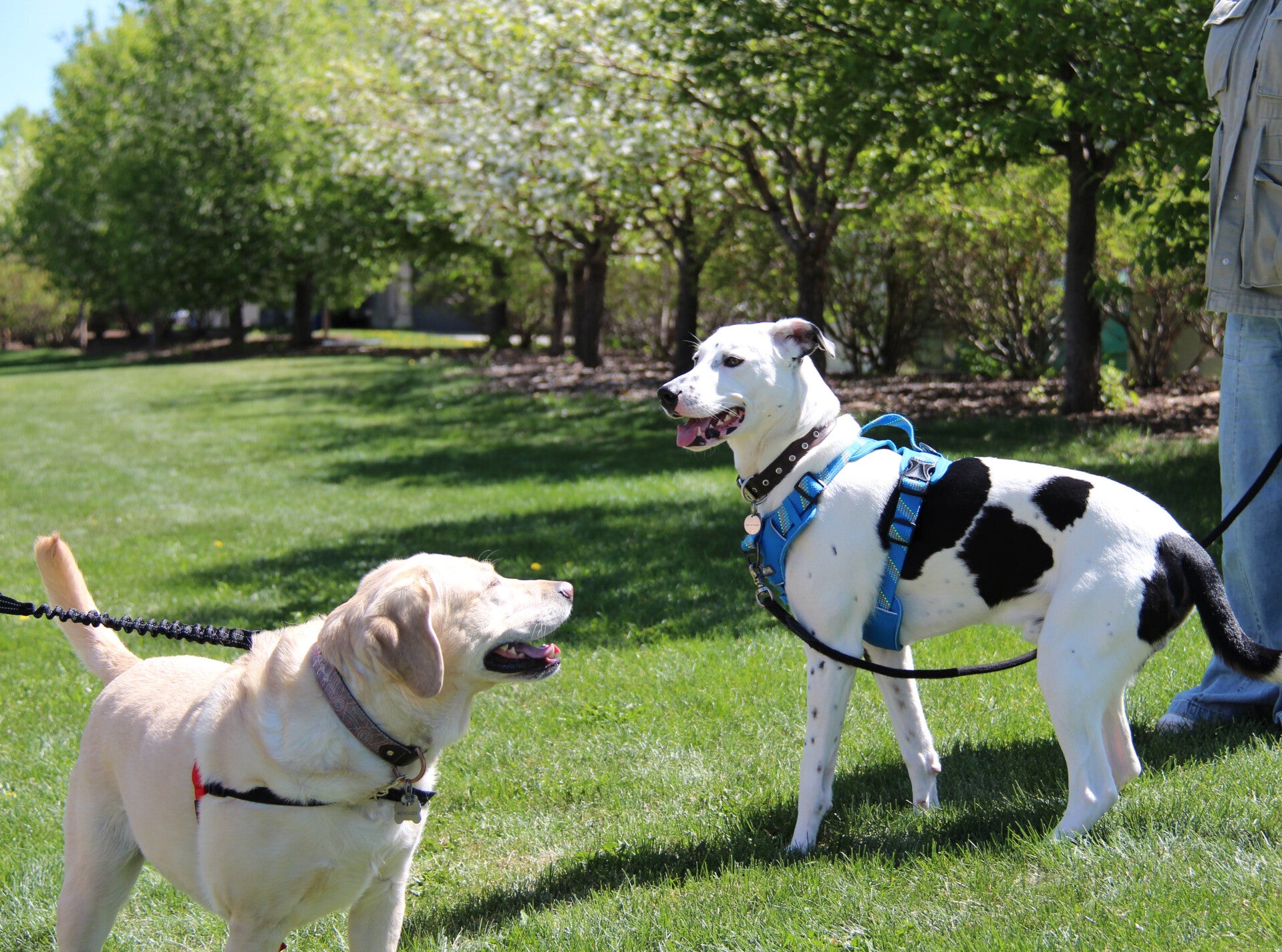 Daisy & Spot walking outside on a summer day in Airdrie