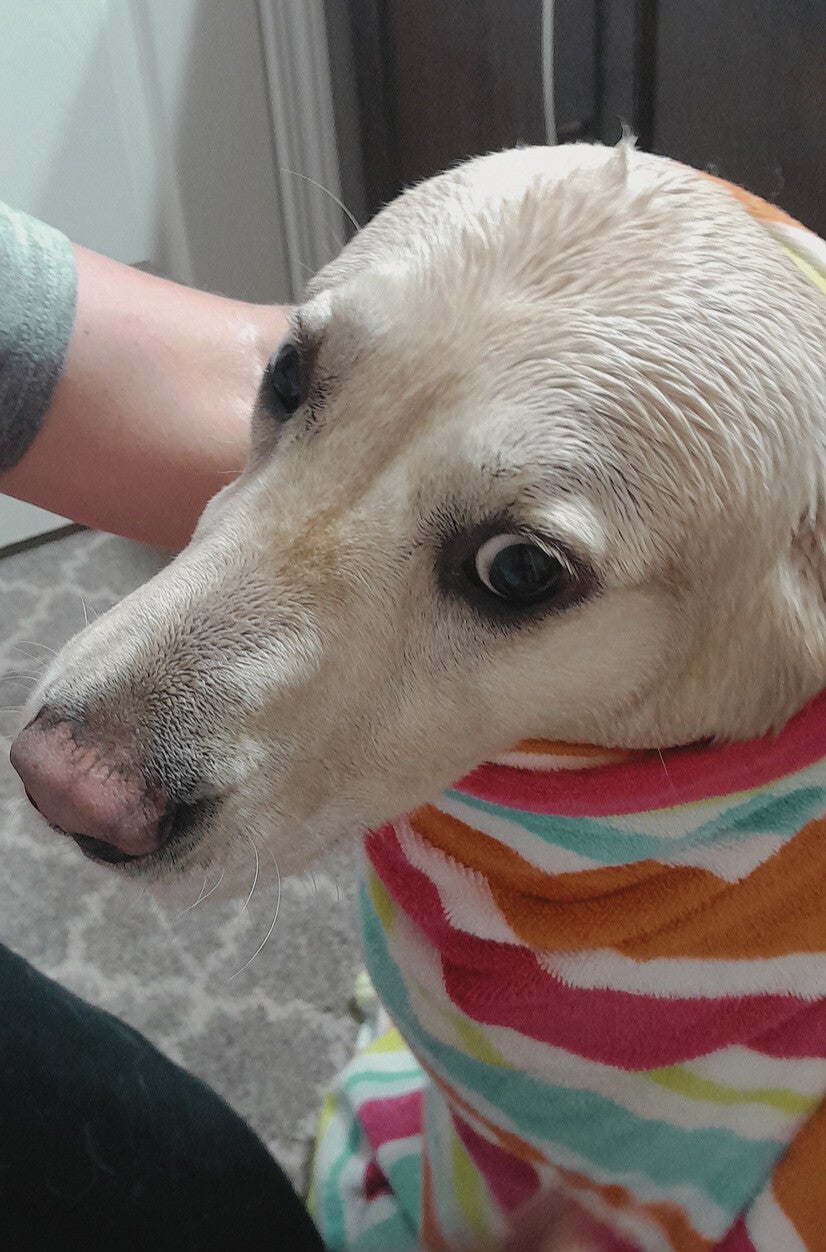 A puppy after taking a shower with a towel on top of his head, the little dog is all wet and no happy