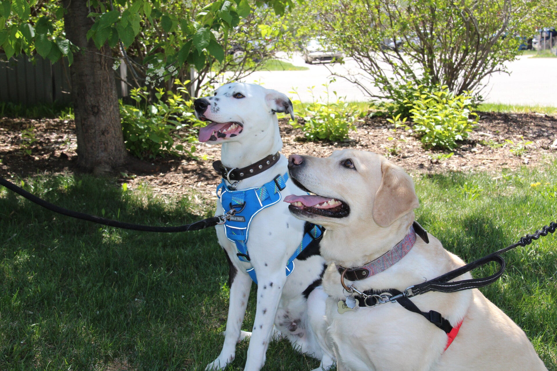 A beautiful dog wearing a red harness, and the looking at the owner