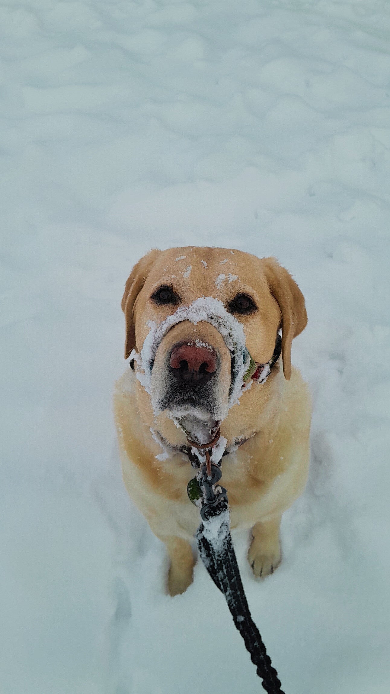 A dog outsideo in the snow