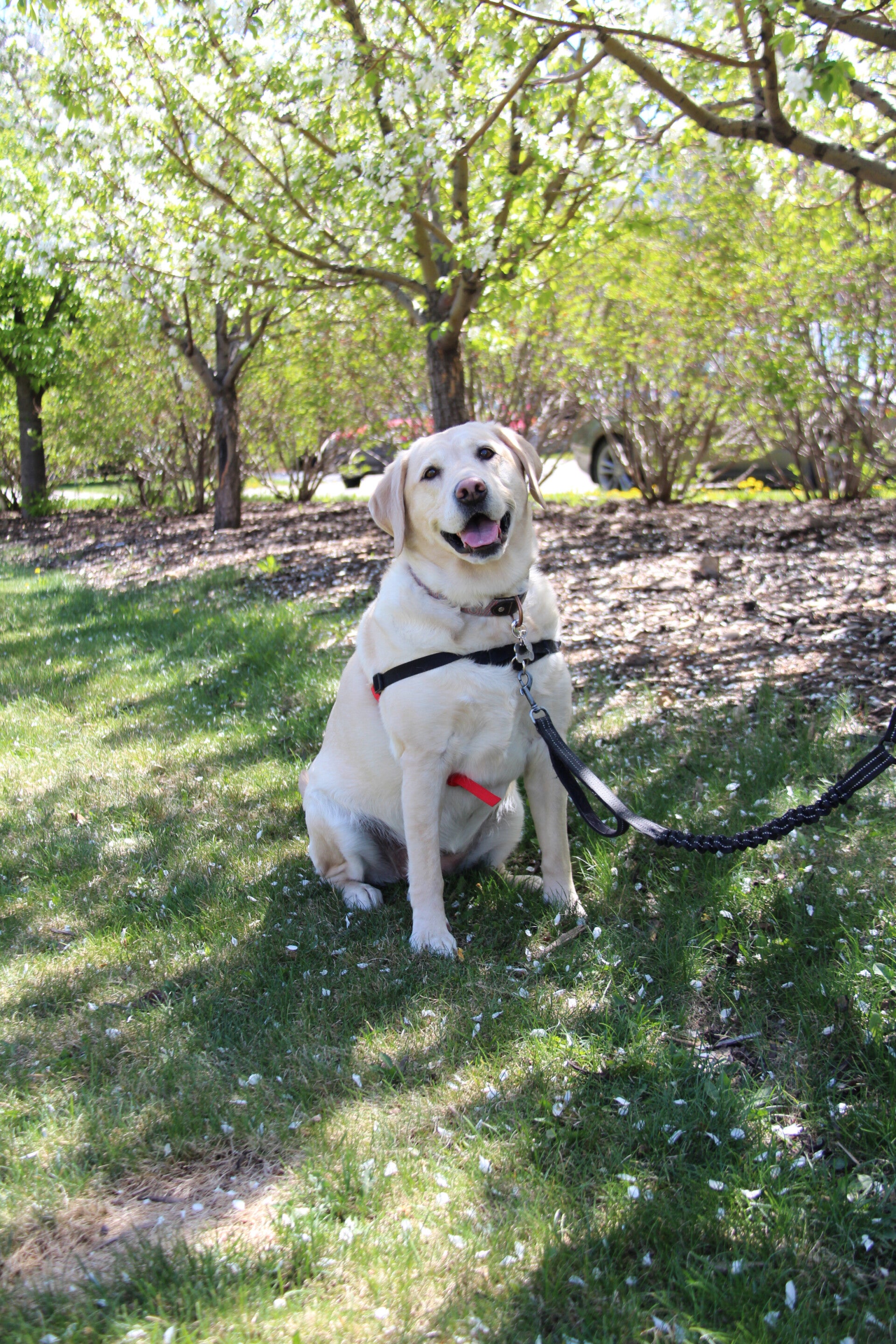 Daisy Yellow Lab wearing Halti No Pull Harness in Ardrie AB