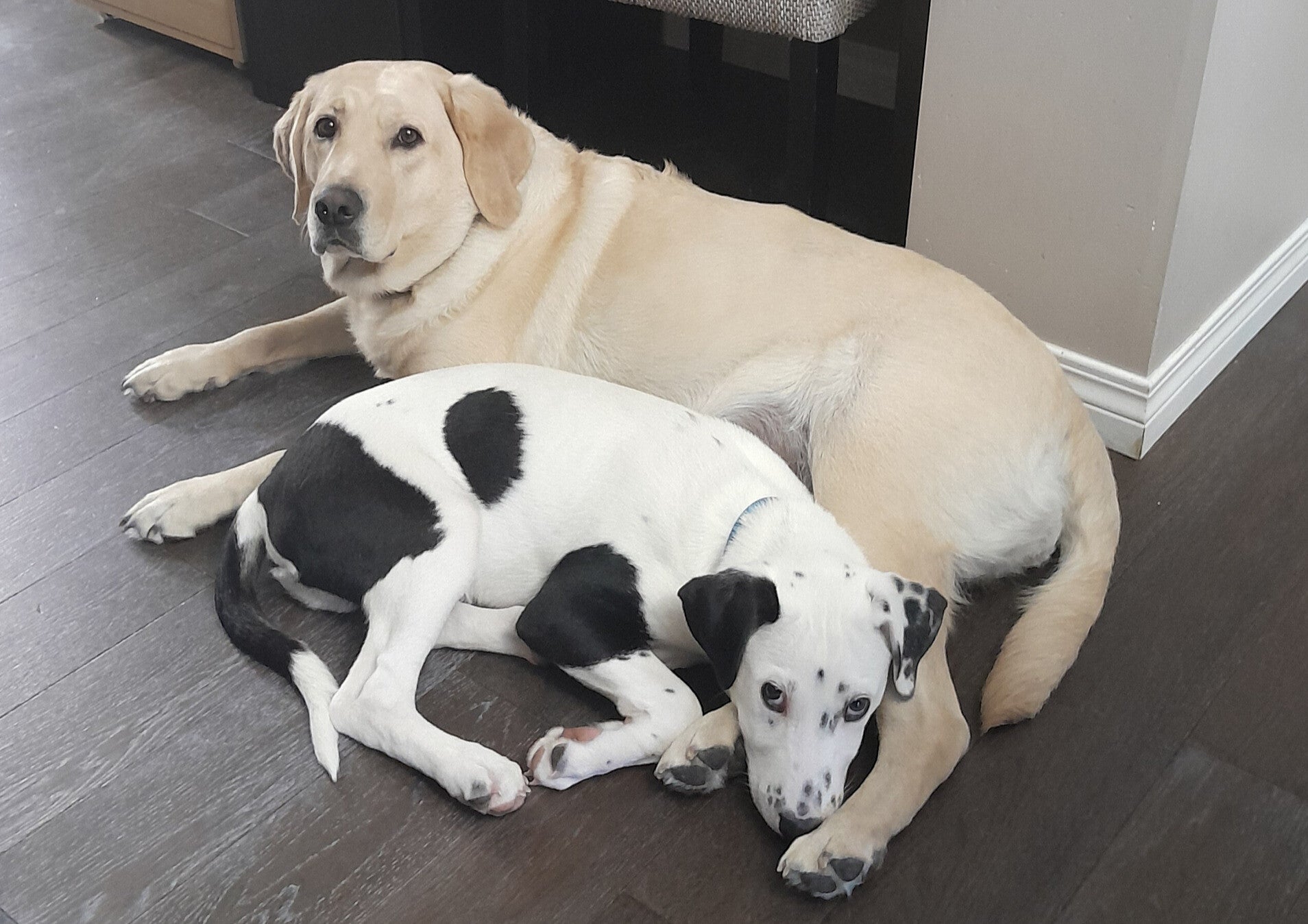 Daisy and Spot Lying Together on the floor, Spot curled up between Daisy's Paws.