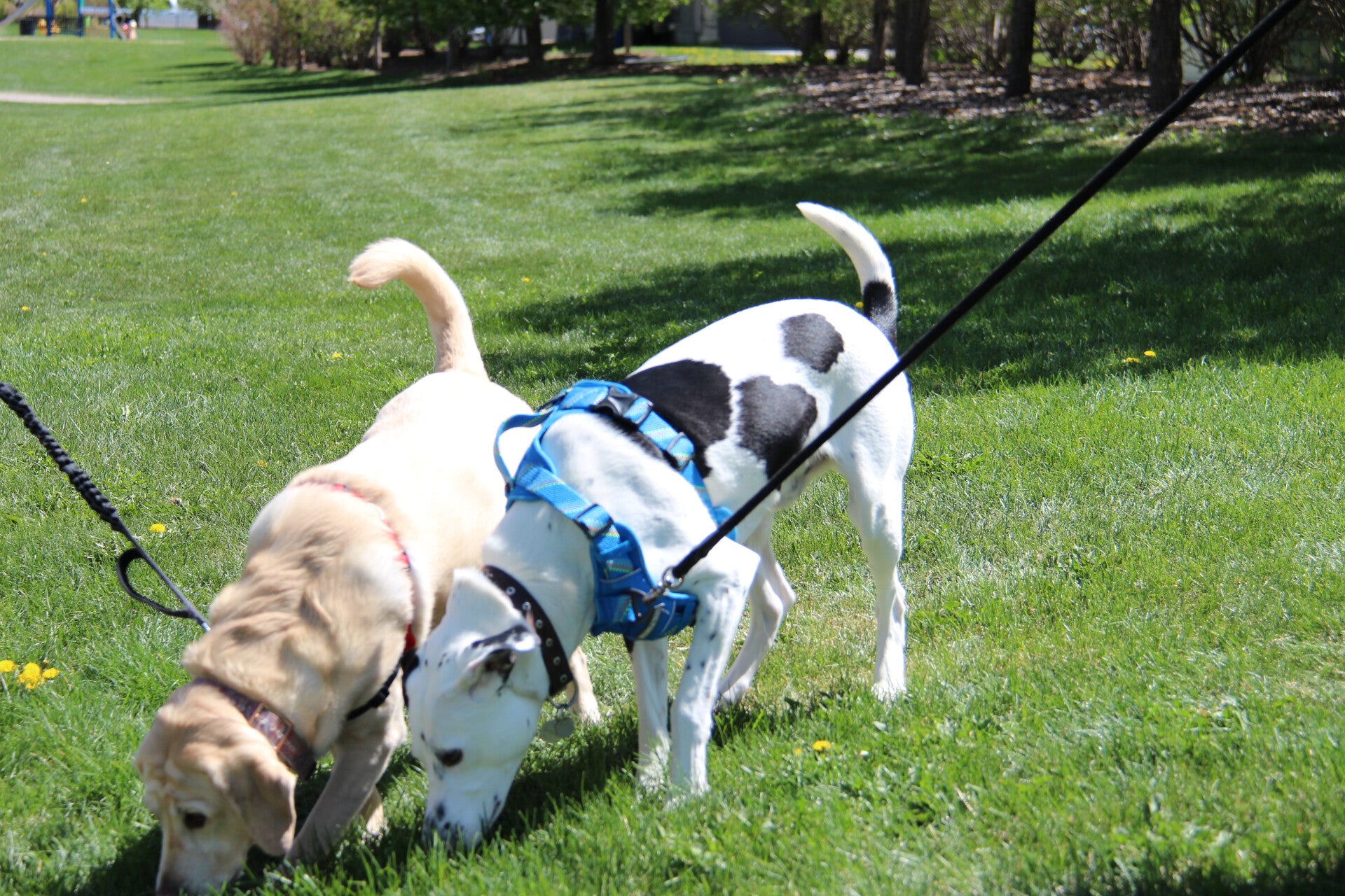 Spot and Daisy outside wearing a Harness and a Leash Airdrie AB
