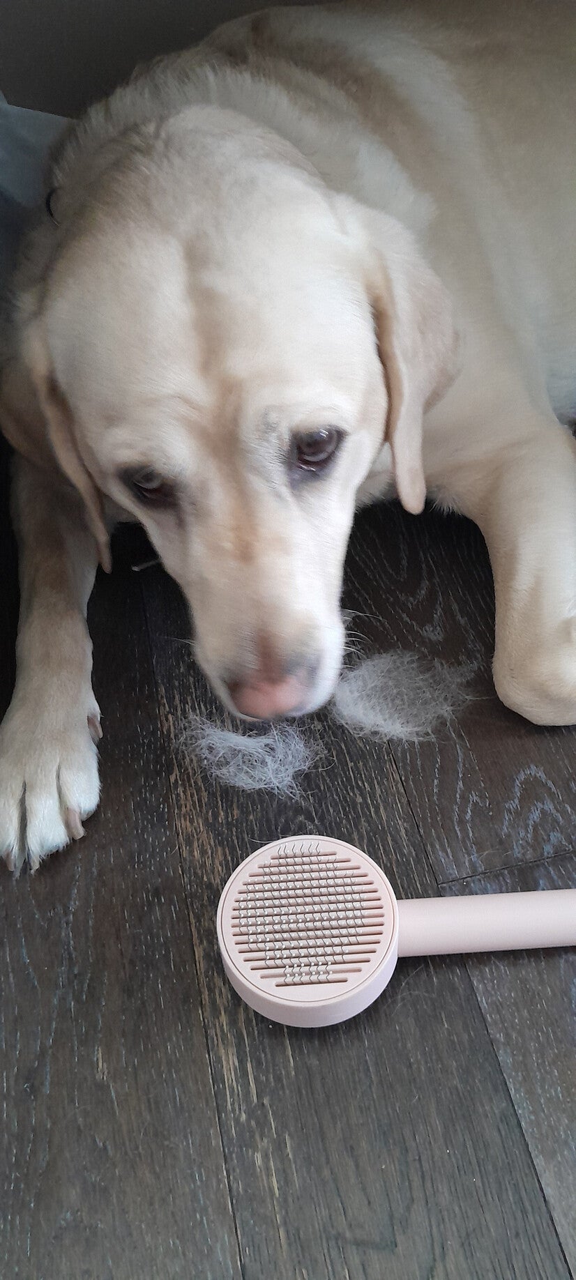 Daisy Spring Shedding, Grooming brush and Fur everywhere