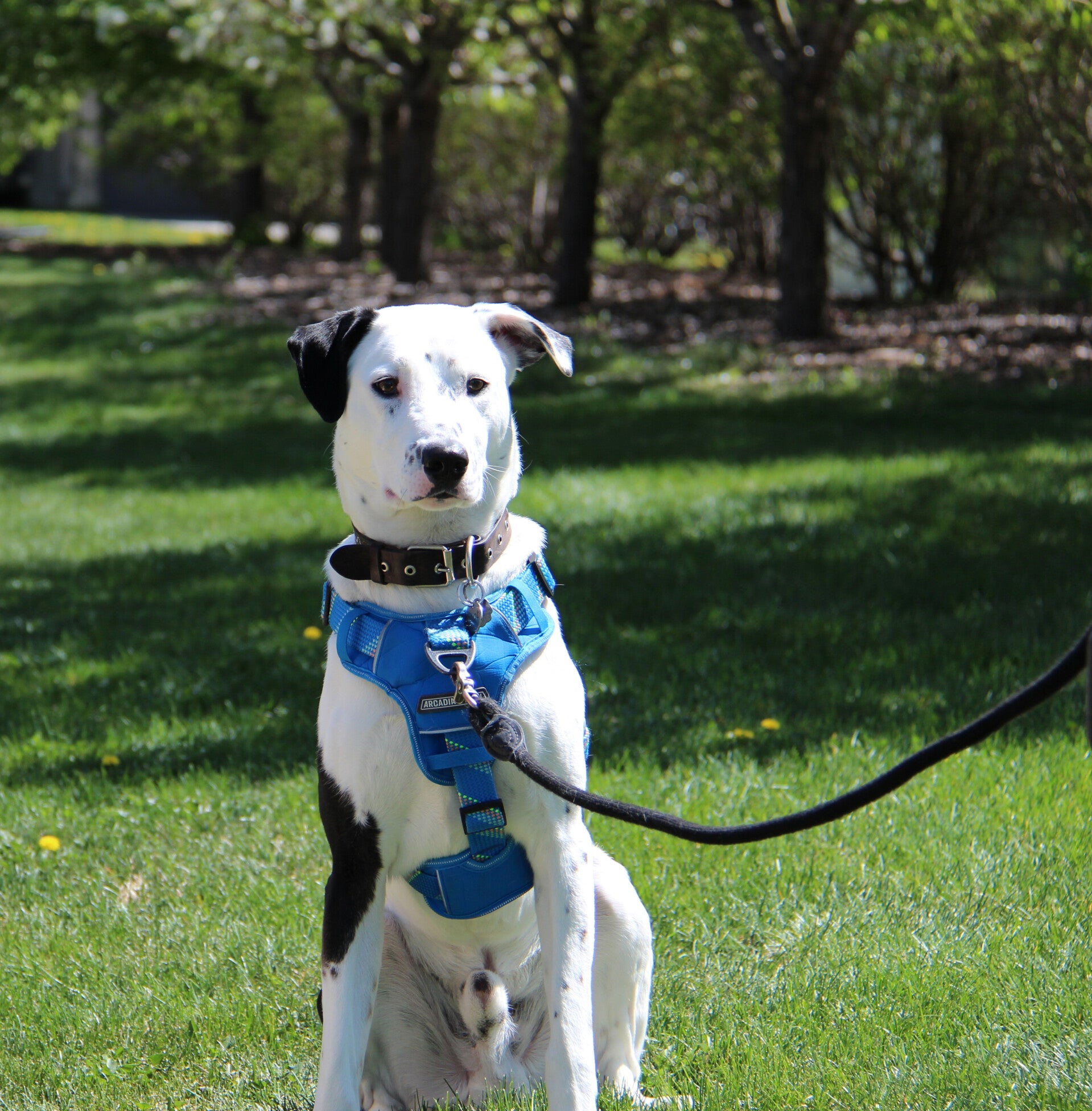 Spot wearing a harness from Cotsco outside Airdrie AB