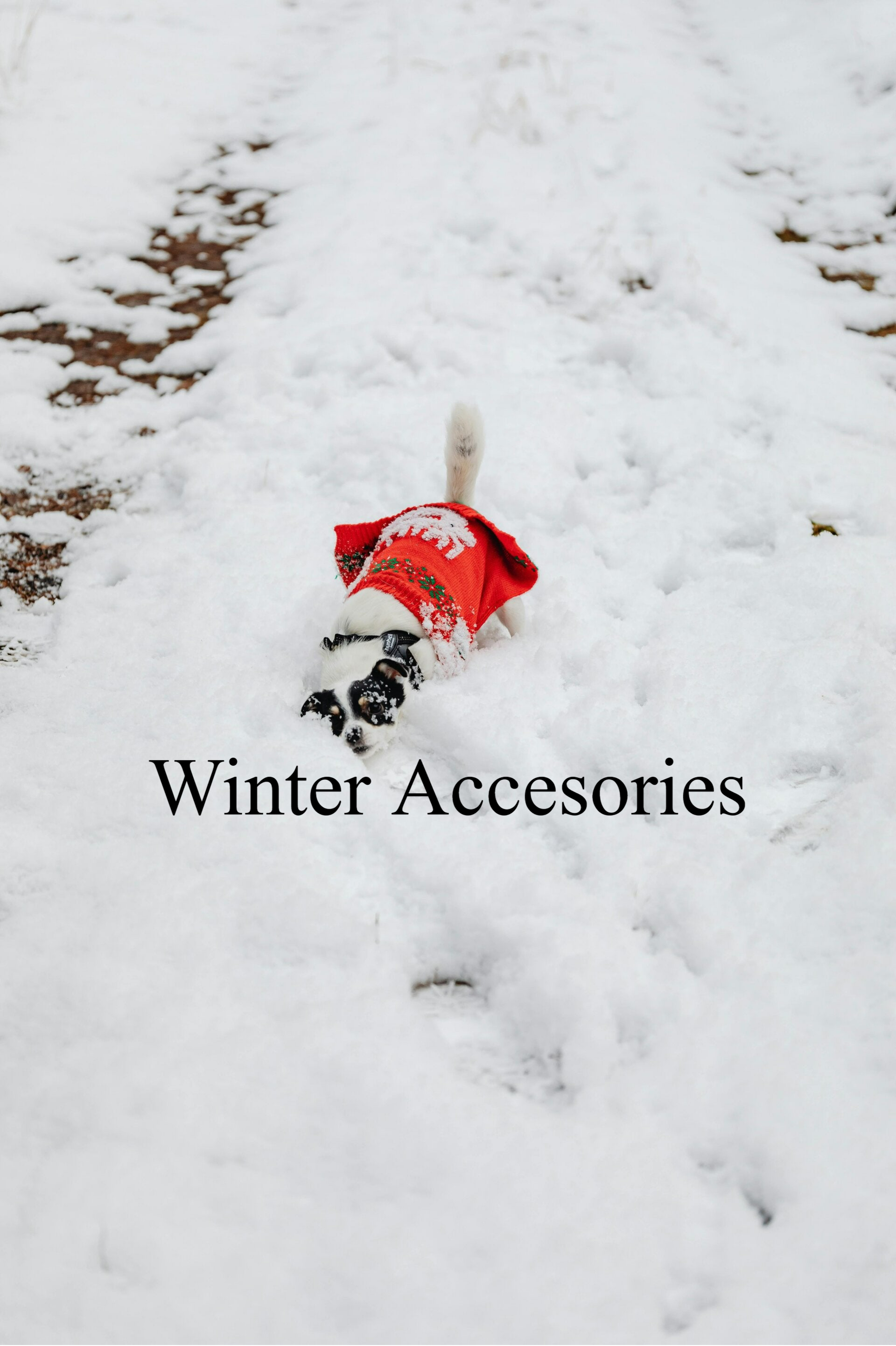 Dog Winter Accesories