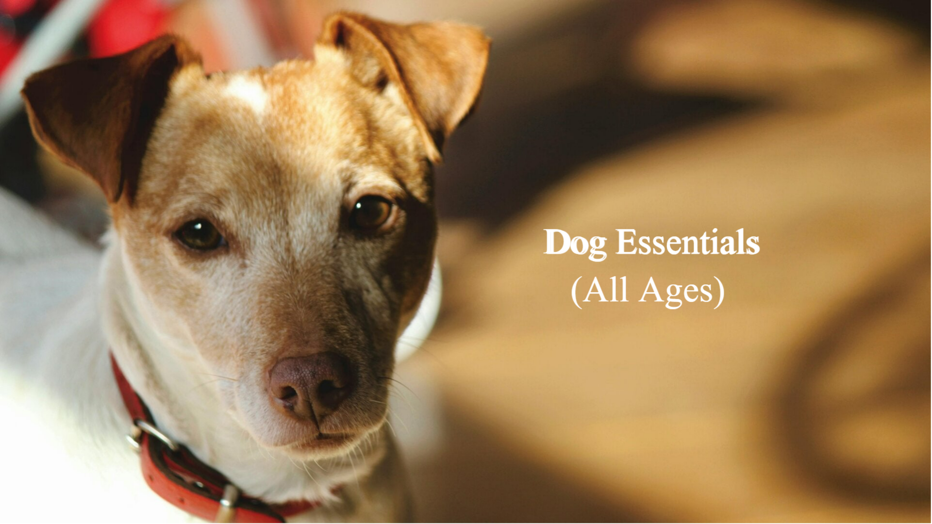 Dog Essential For Dog Owners