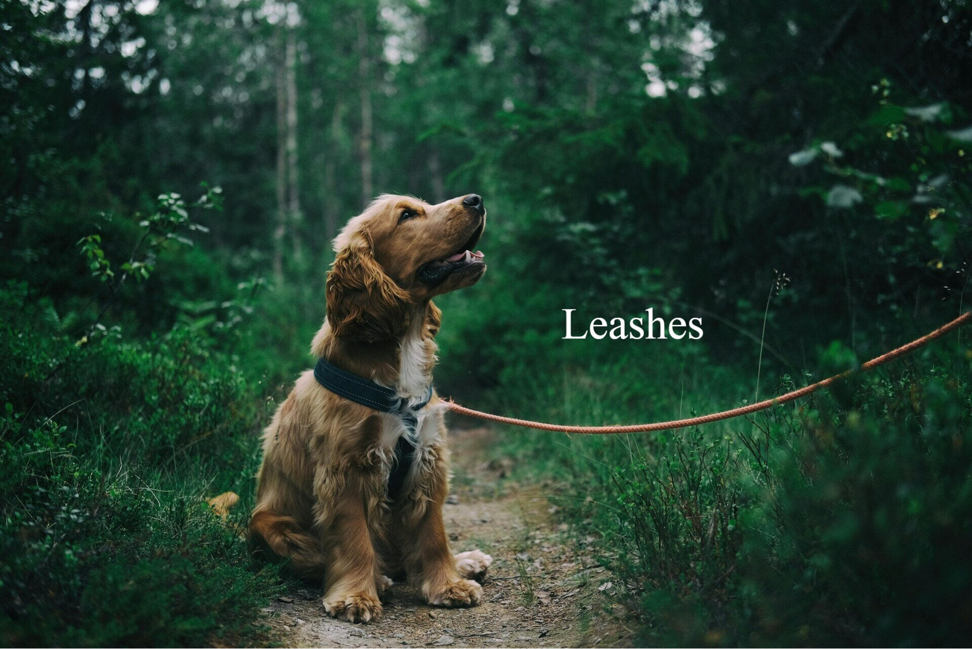 Quality Leashes For Dogs