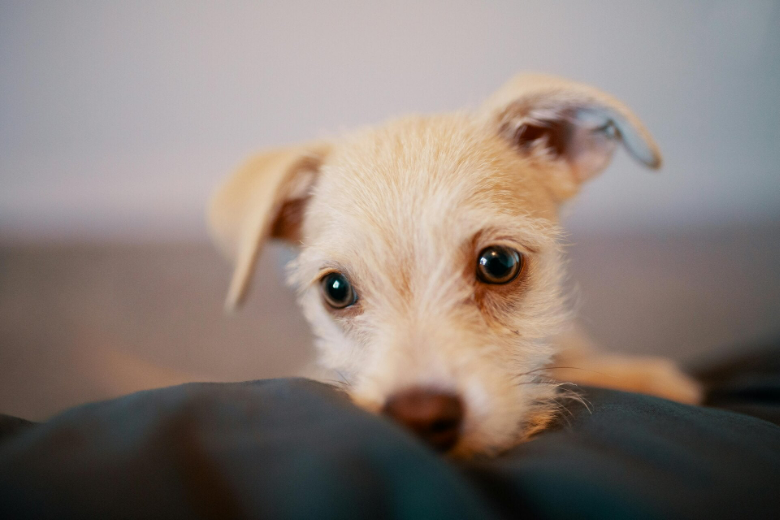 Small dog sitting on a coach with  head resting on the coach arm