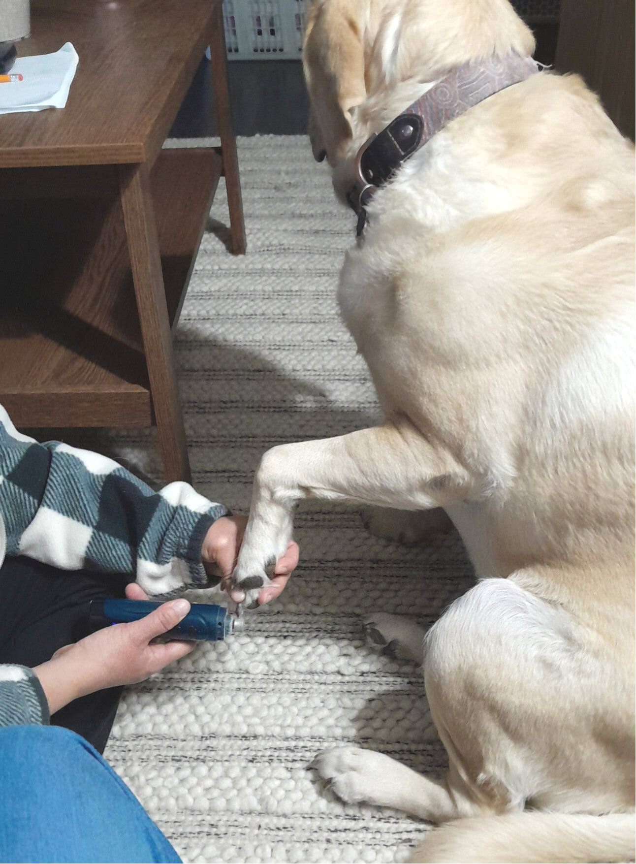 Golde Labrador Daisy Calm During Nail trimming Session, Safe Dog Grooming at Home