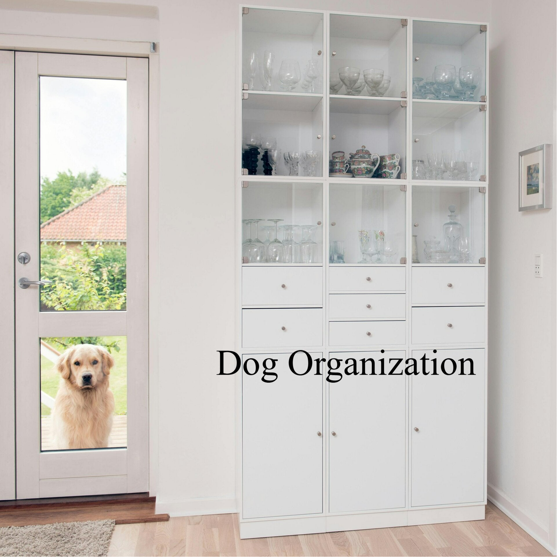 Dog Organization