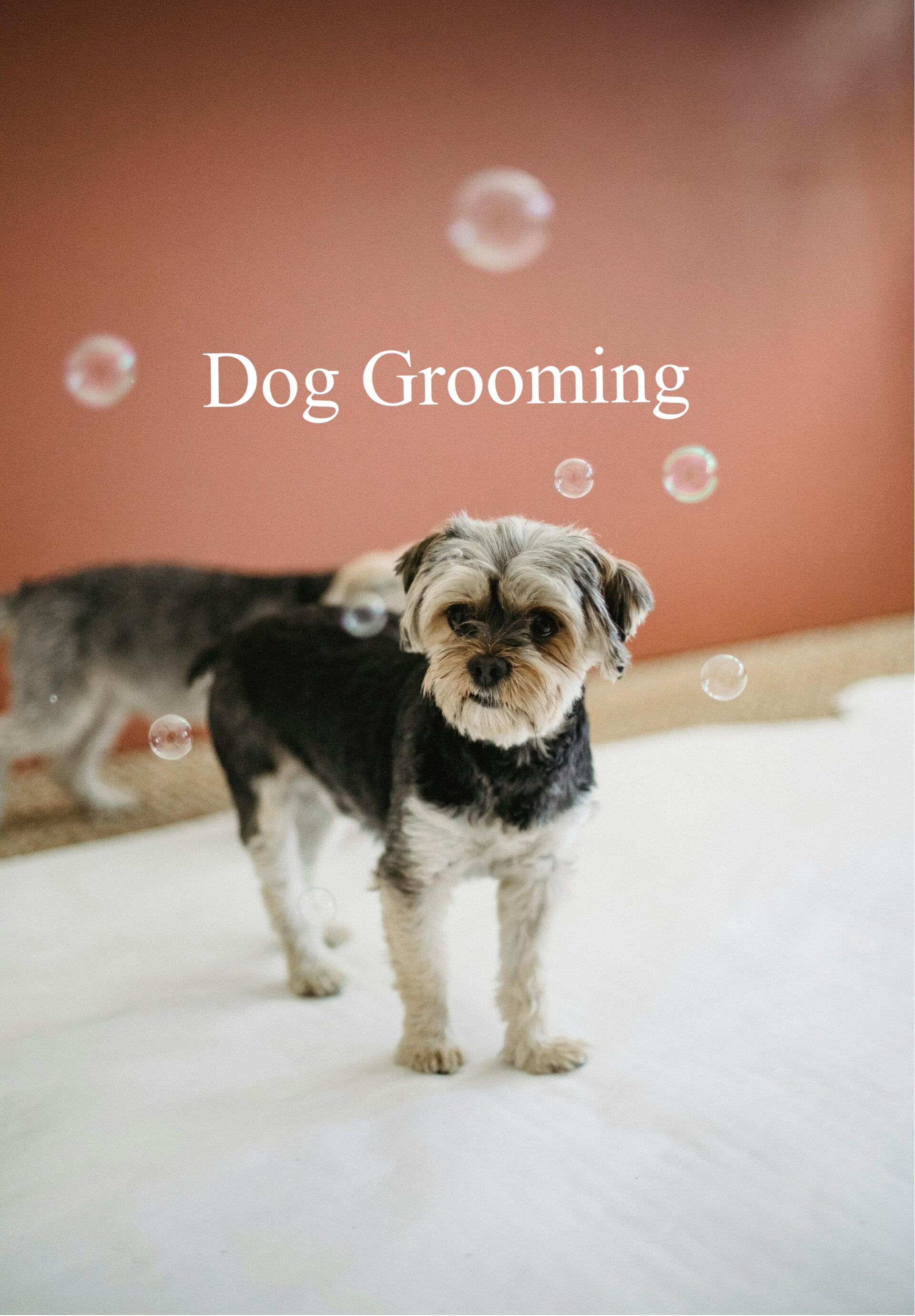 Dog Grooming