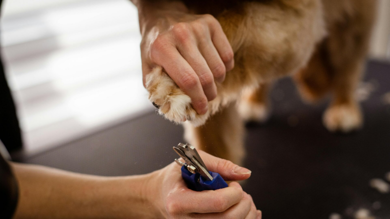 The owner of the dog holding one of the paws and cutting the dogs nails with a nail clipper