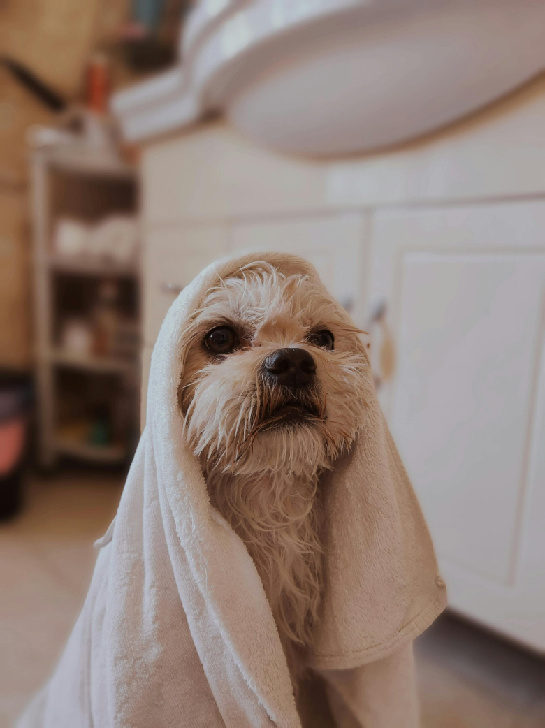 A puppy after taking a shower with a towel on top of his head, the little dog is all wet and no happy