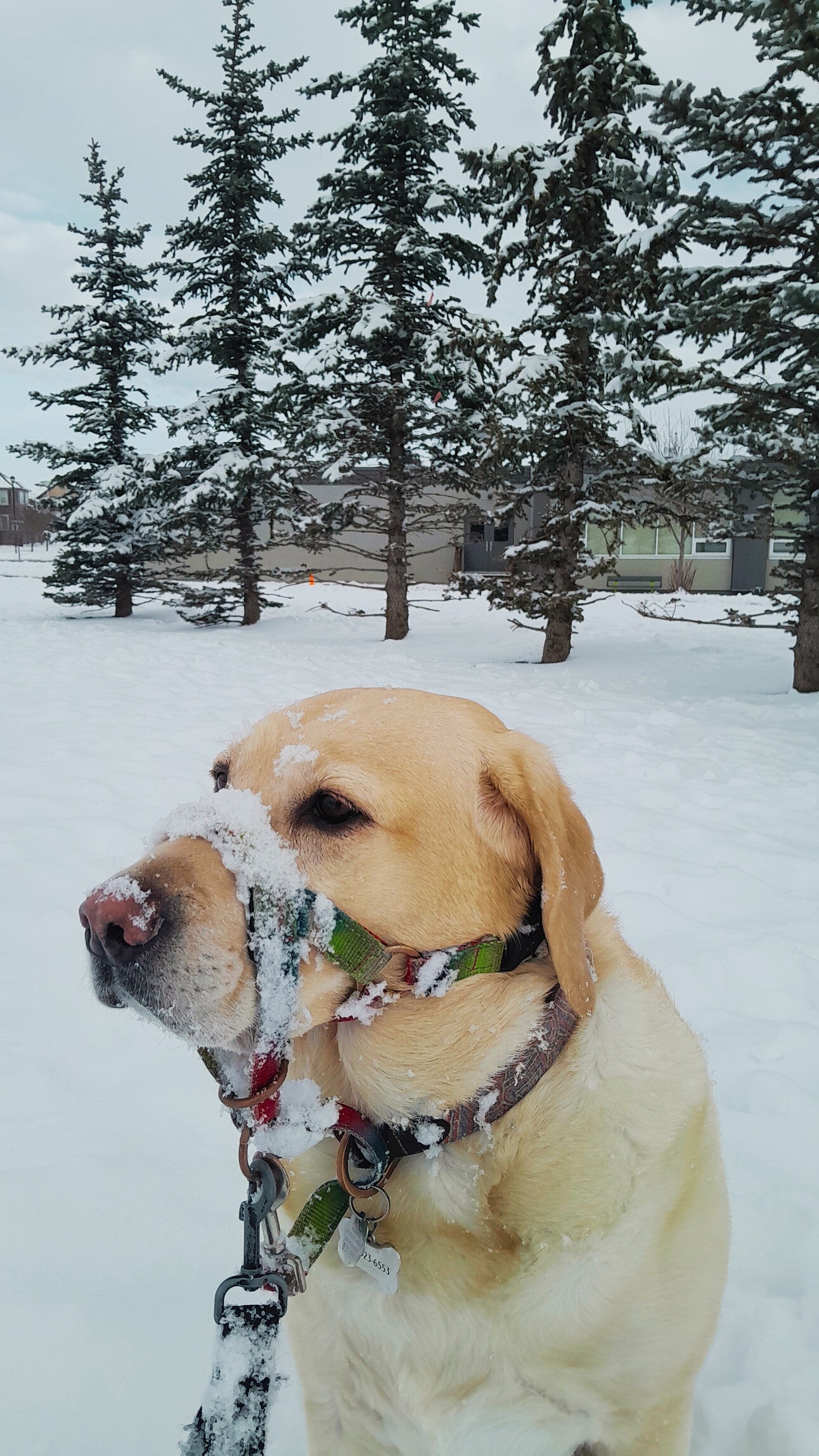 4 labs dogs possing outside in the snow