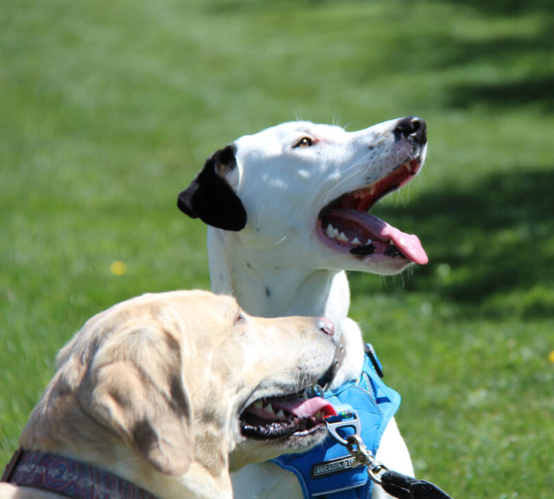 Daisy & Spot panting and taking a break on the grass after a walk