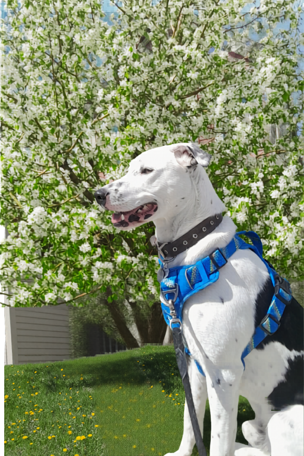 Spot the Dalmation Dog Sitting outside in front of a tree with white flowers in bloom.
