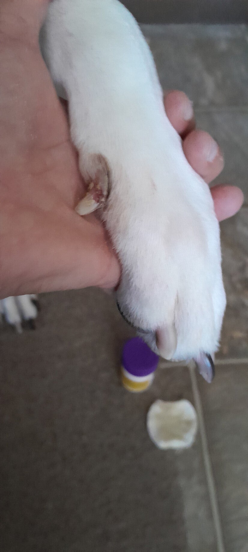 Injured Spot Dog Nail Quick with Styptic Power treatment for Stopping Bleeding in Dogs