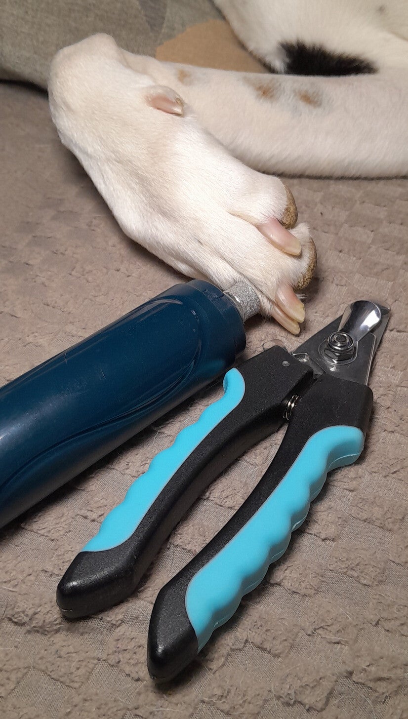 Close up of Spot's white dog paw next to a nail grinder and dog nail trimmers for safe at-home grooming
