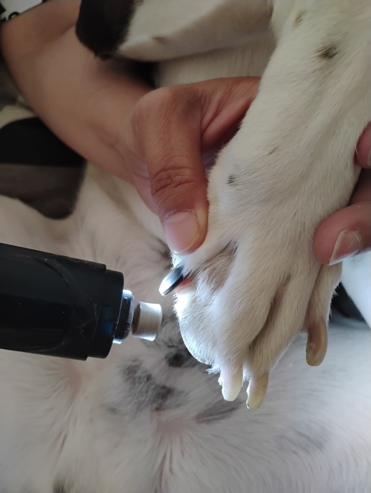  Hands Using Grinder To Trimm Daisy's Nails at Home, The Safe Way To Avoid The Quick