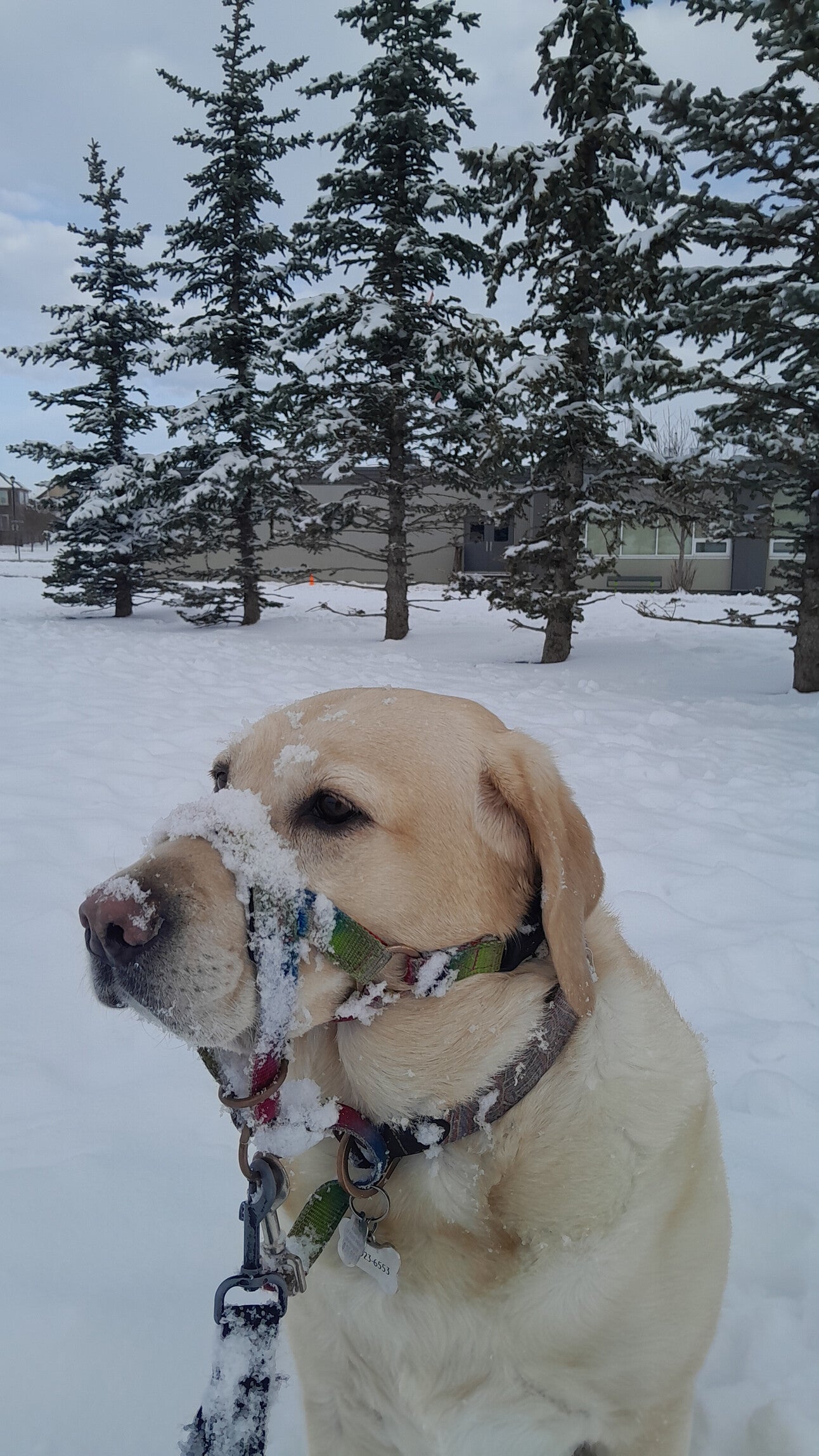 Dog Winter Accesories
