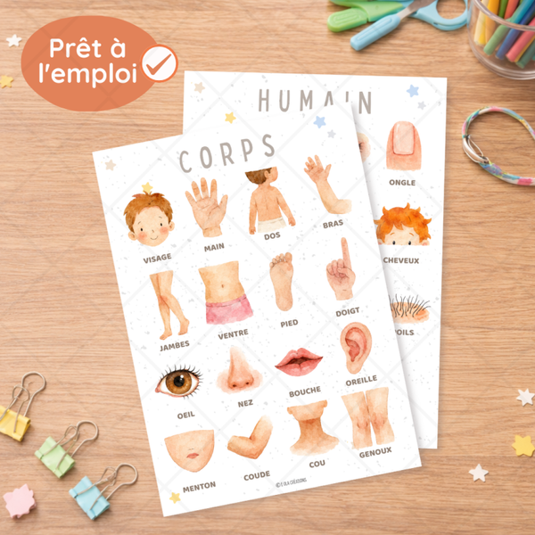 Affiches "Corps humain"