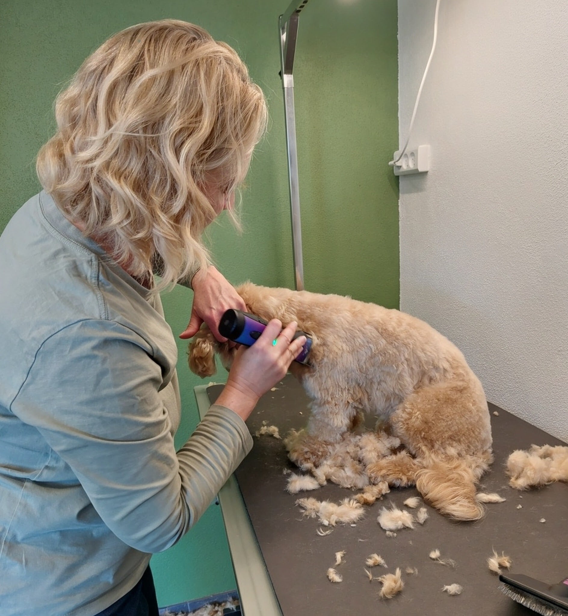 Hundefrisør Tina Zachrau i gang med hundeklip og pelspleje af hunden Wilma
