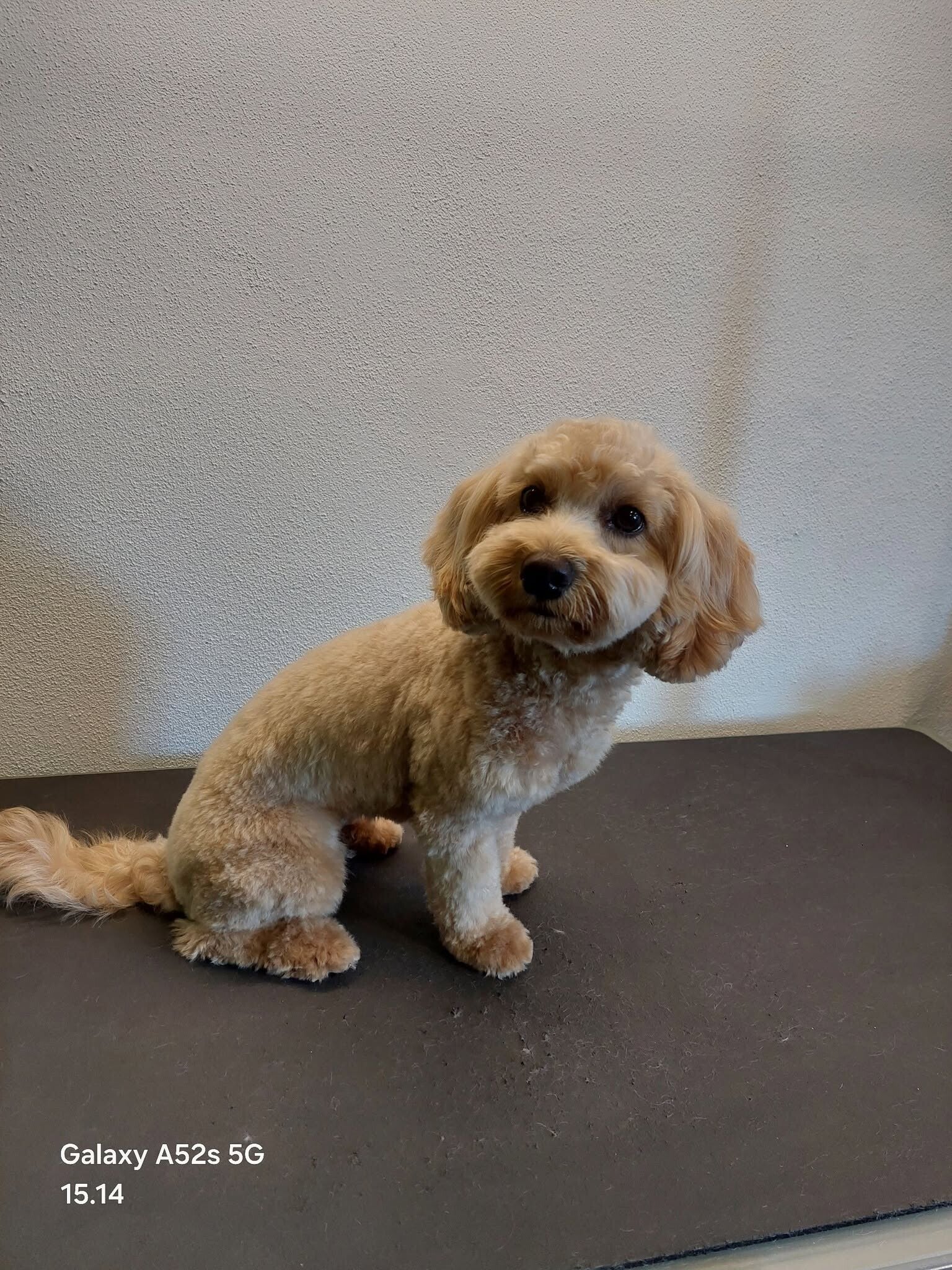 Færdigt resultat af professionel hundeklipning og hundevask hos hundefrisør i Slagelse