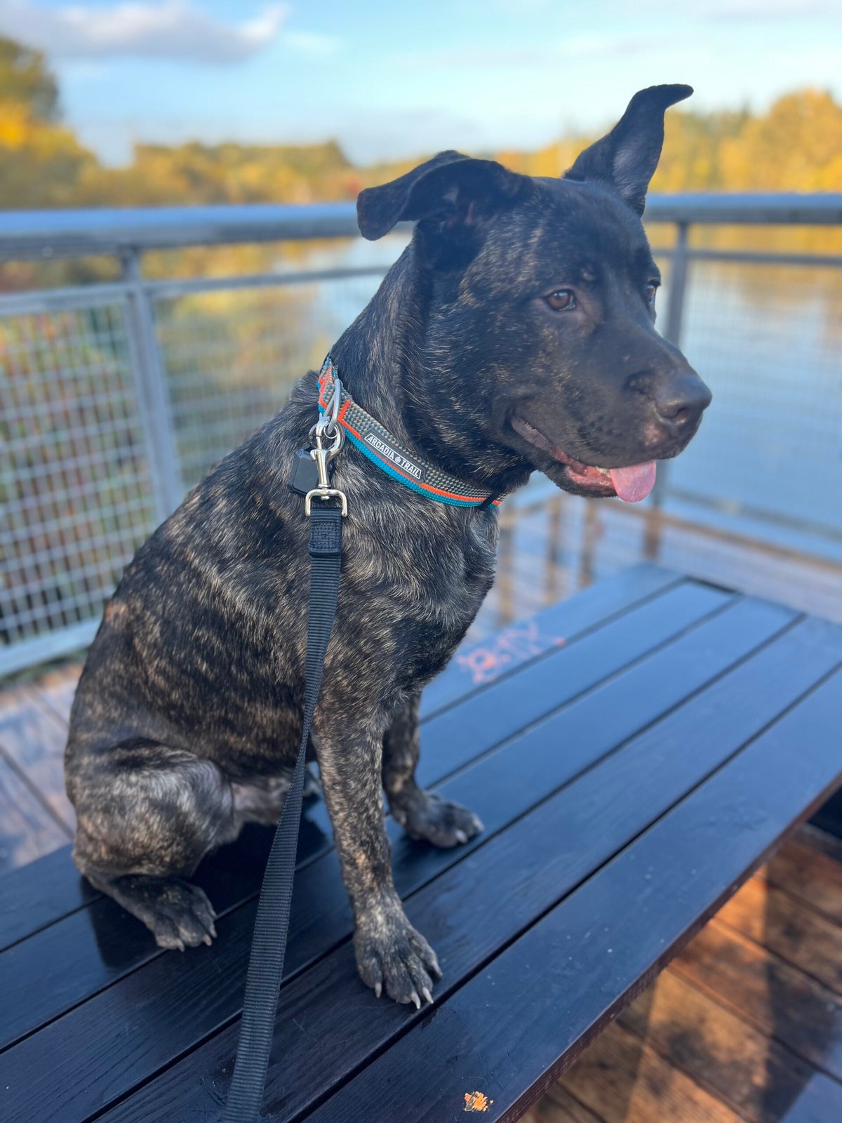 valley-k9-training-rehabilitation