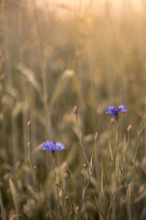 A Summer Evening with Cornflowers – Zomerse avond met korenbloemen in een graanveld
