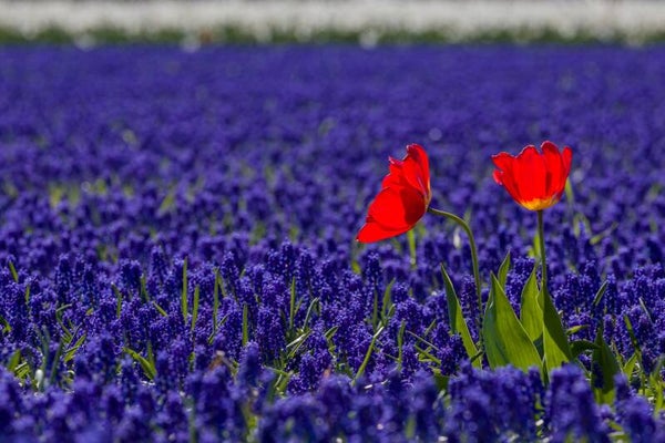 Bloom your own way – rode tulpen tussen blauwe druifjes