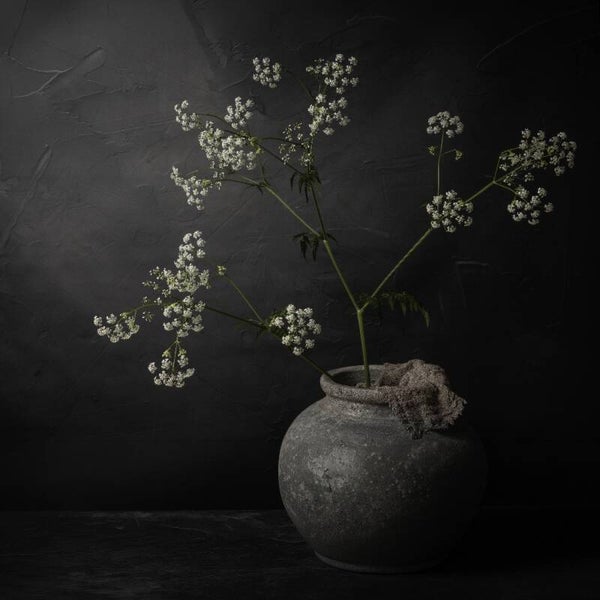 Cow Parsley Light – Donker stilleven met Fluitenkruid en aardewerk vaas