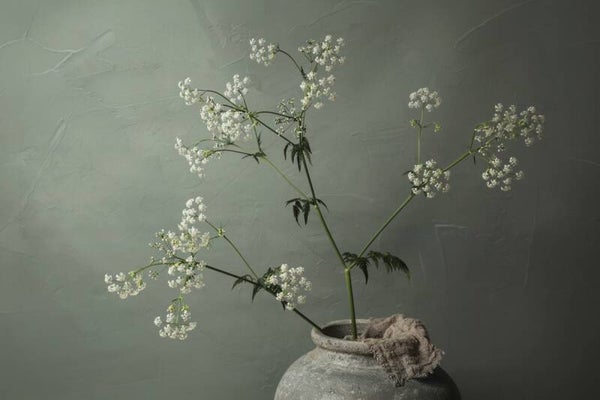 Eeuwig bloeiend Fluitenkruid – botanische wanddecoratie met fluitenkruid en kruik