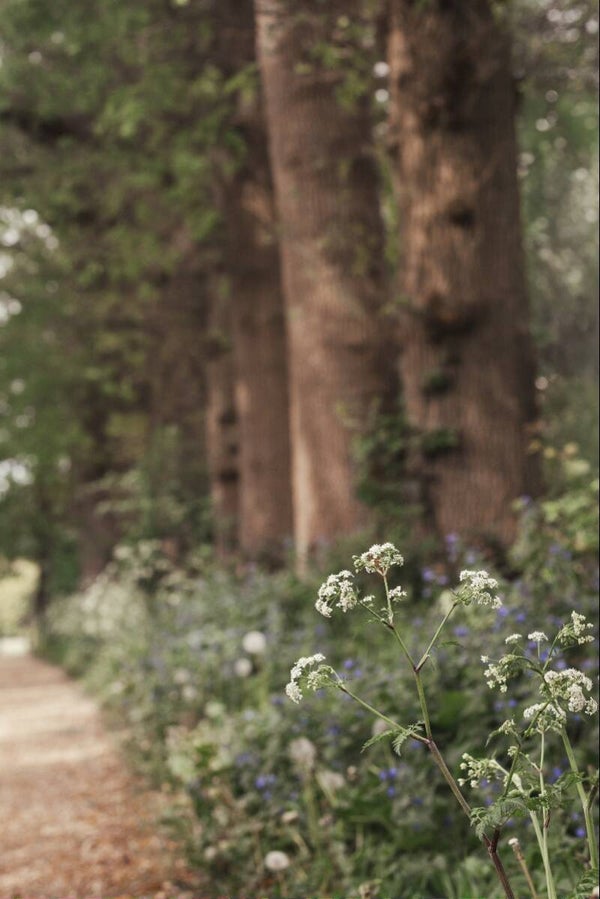 Cow parsley path – Fluitenkruid aan de rand van wandelpad – Natuurfotografie met wilde bloemen en bos