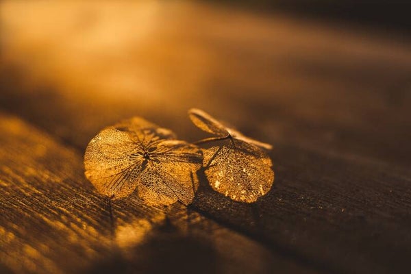 Fragile & Gold – Fragiel bloemblad in gouden zonlicht