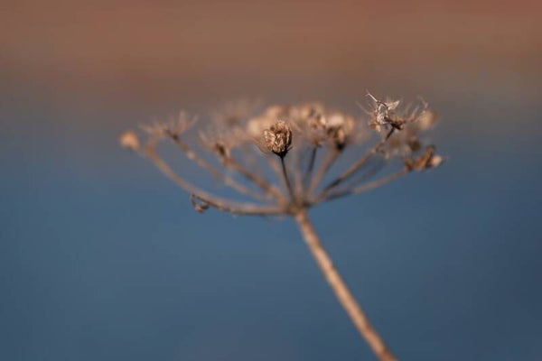 Gedroogde schermbloem – droogbloemen schilderij blauw beige natuur