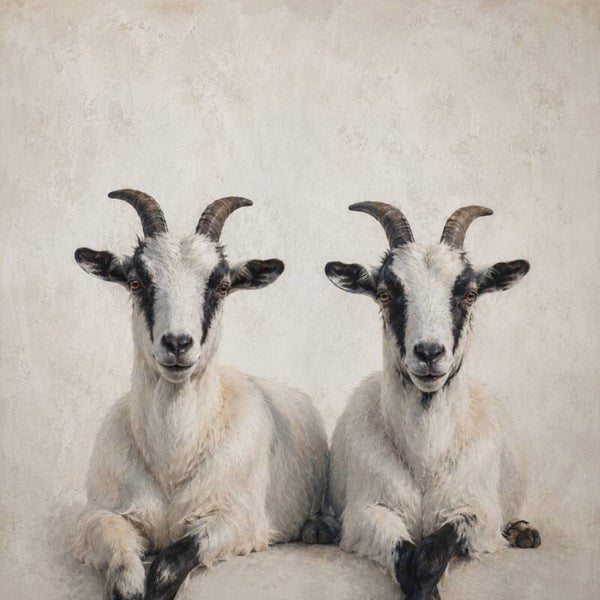 Geitenpraat – landelijk schilderij met twee geiten