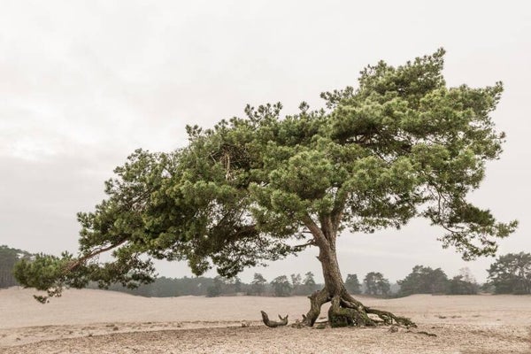 Vliegden op zandverstuiving – grove den boom in Nederlands zandlandschap
