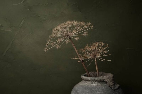 Gedroogde berenklauwen & olijfgroen – botanisch schilderij droogbloemen groen