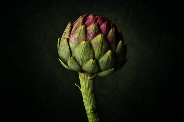 Kroon van de Keuken – artisjok schilderij in groen en paars voor keuken