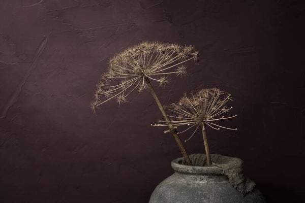 Gedroogde berenklauwen & bordeauxrood – berenklauw schilderij droogbloemen bordeaux