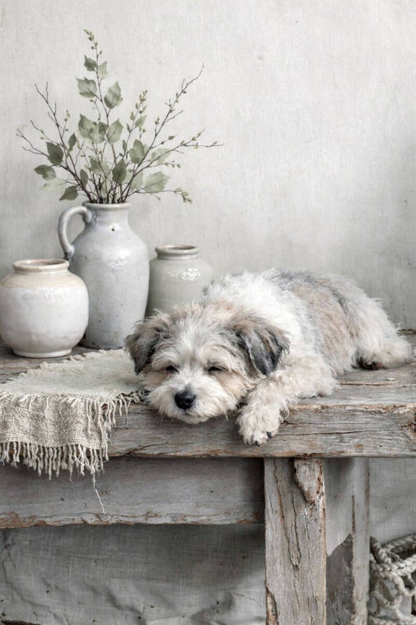 Landelijk schilderij  – hondje op tafel met kruiken